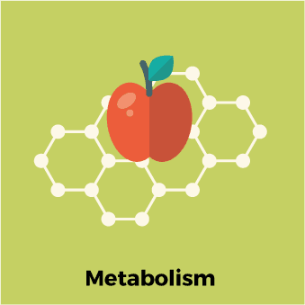 metabolism drink driving