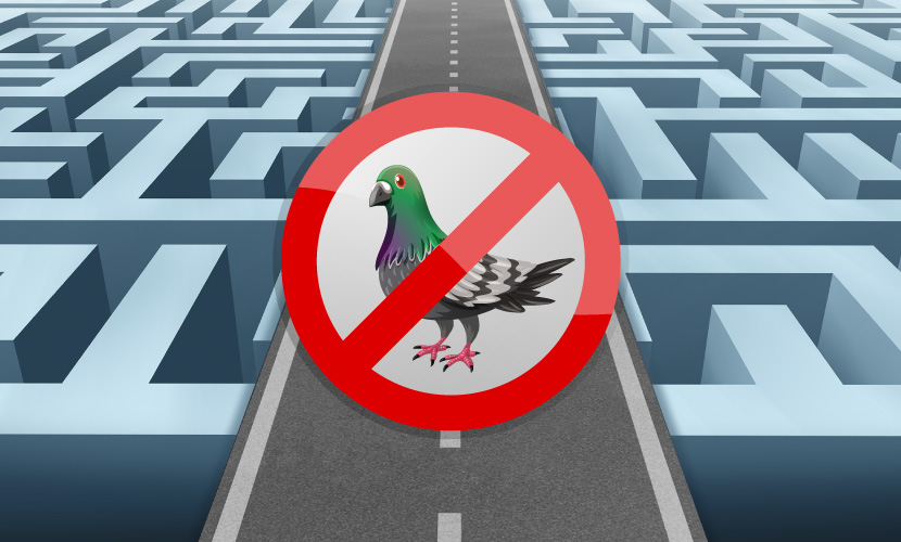 pigeons-motoring-law