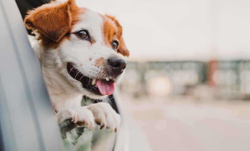 Pet in car
